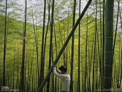 Tapeta National Geographic 250.jpg